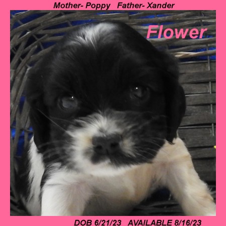 puppy, for, sale, Cocker Spaniel, Joe & Cherri  Overlease, dog, breeder, Miller, MO, dog-breeder, puppy-for-sale, forsale, nearby, find, puppyfind, locator, puppylocator, aca